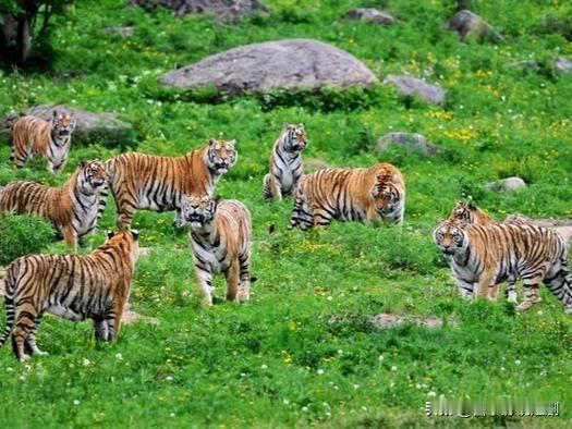 2025年11月，东北虎豹国家公园珲春保护地红外相机首现“六虎同框”：一成年雌虎