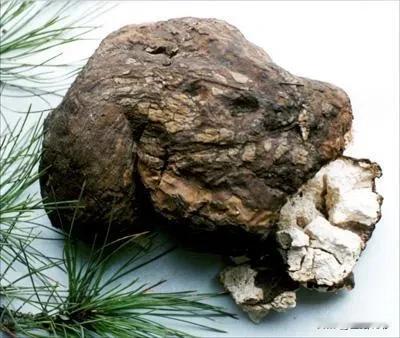 茯苓：安神的千年传说

在古老的中华大地上，流传着许多关于草药的神奇故事。其中，