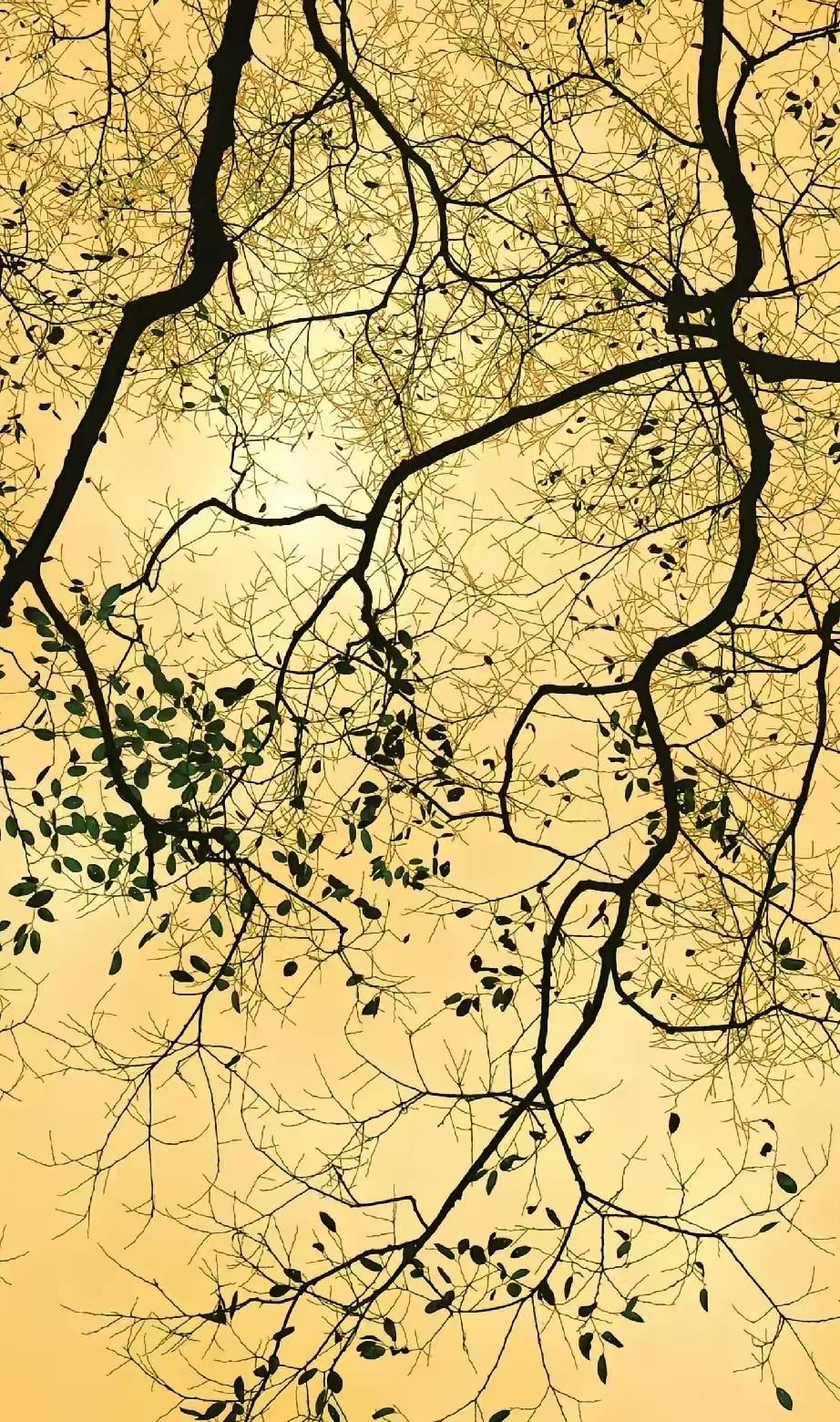 人老了，如果病危的话，到底该不该选择抢救。如果救过来，可以自理，自由自在的活动，