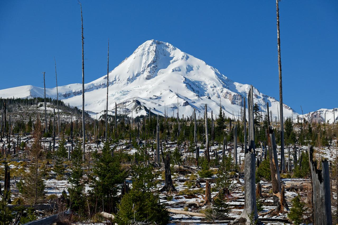 俄勒冈州胡德山的照片里枯树成片，有人猜是火山喷发，但更可能是五年前那场野火烧的。