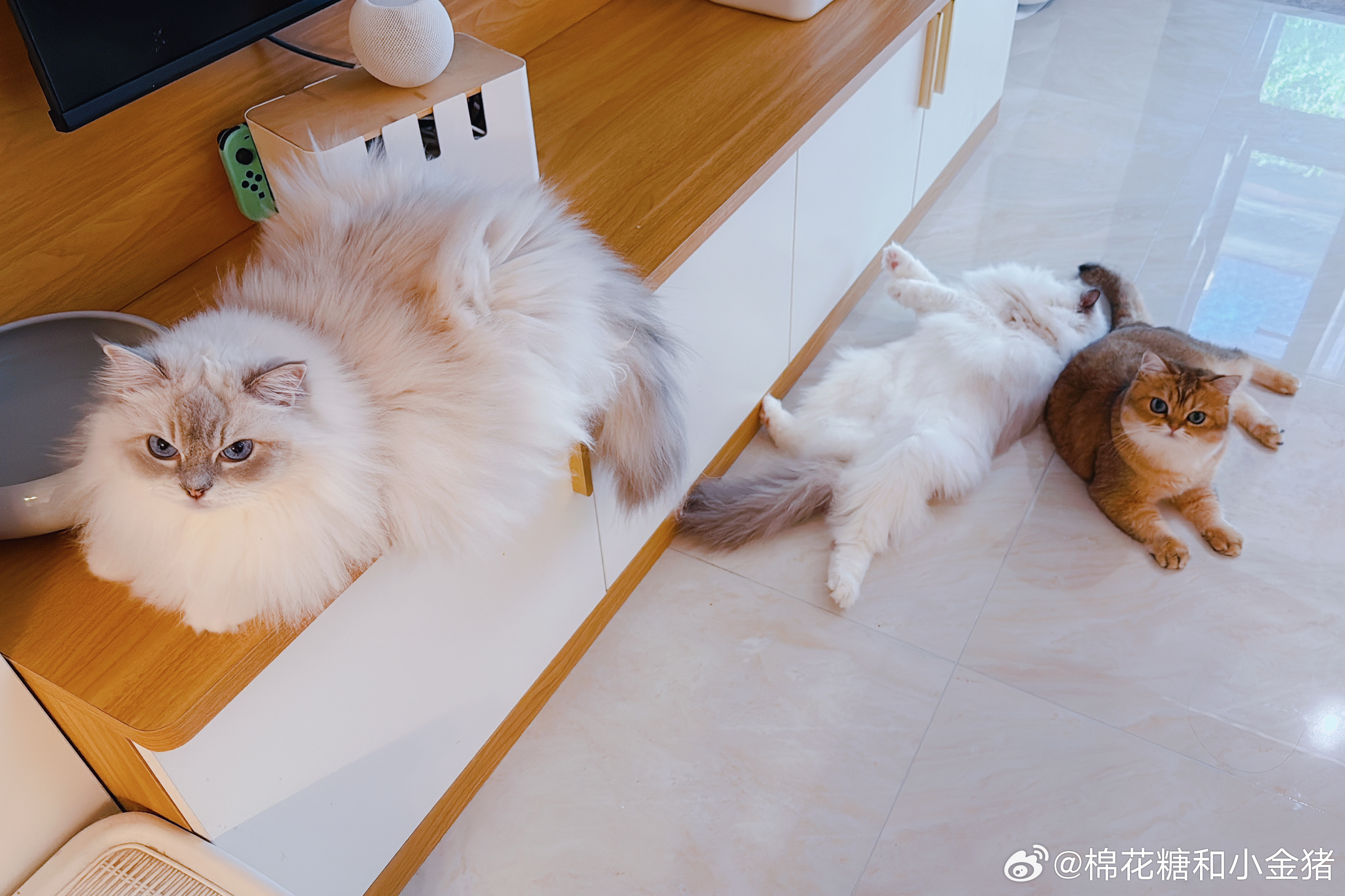 这对小给猫，今天可是四十度…… 