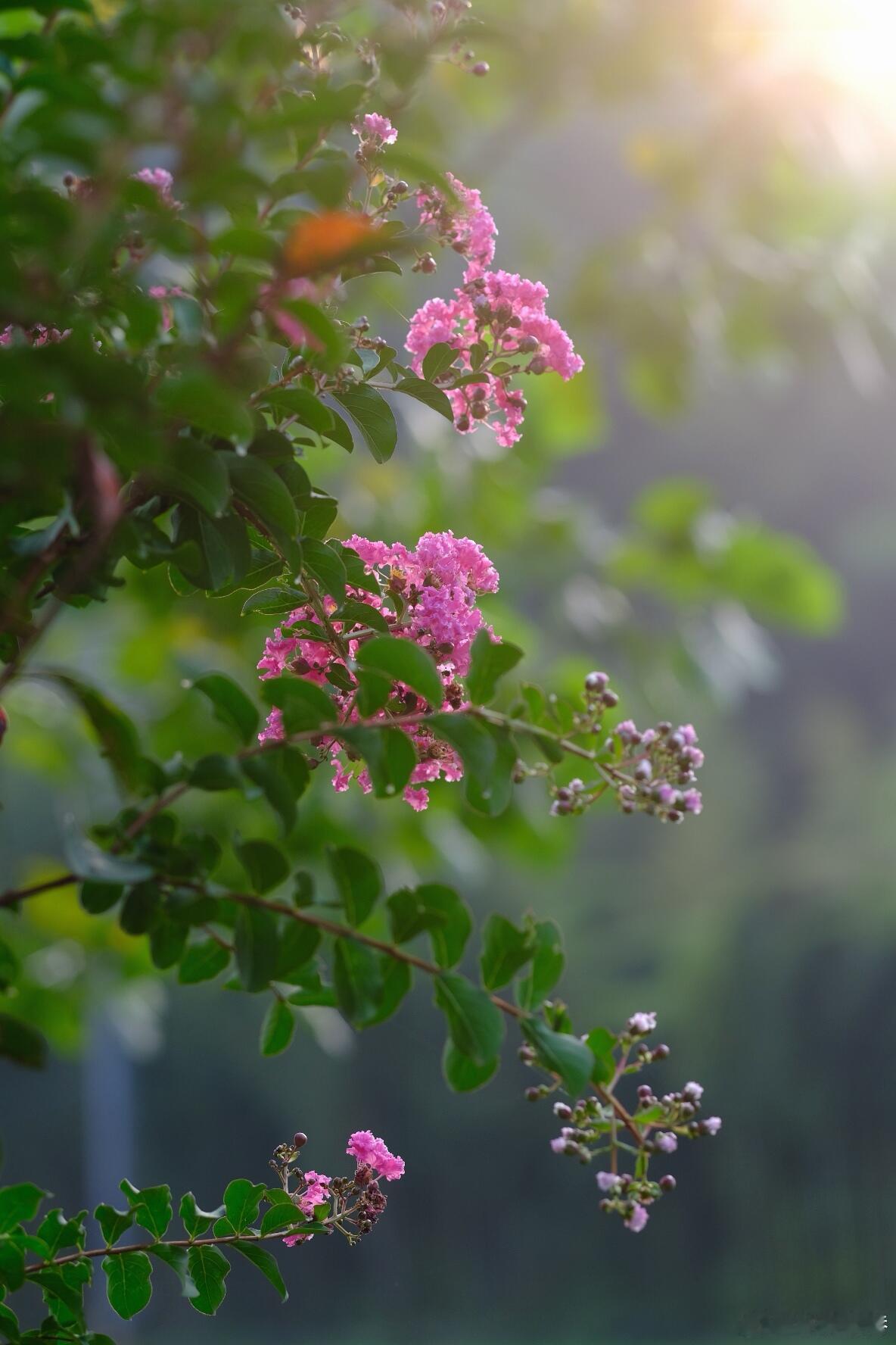 摄影紫薇花开，盛夏正浓。一簇簇粉紫、玫红、淡紫的花团缀满枝头，像揉碎的晚霞，又像