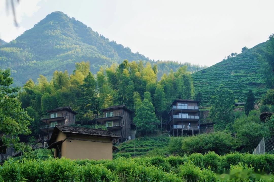 景宁畲寨东弄，明代从福建罗源迁徙而来的畲族古村，保留着闽地黄墙黑瓦的建筑风格。群