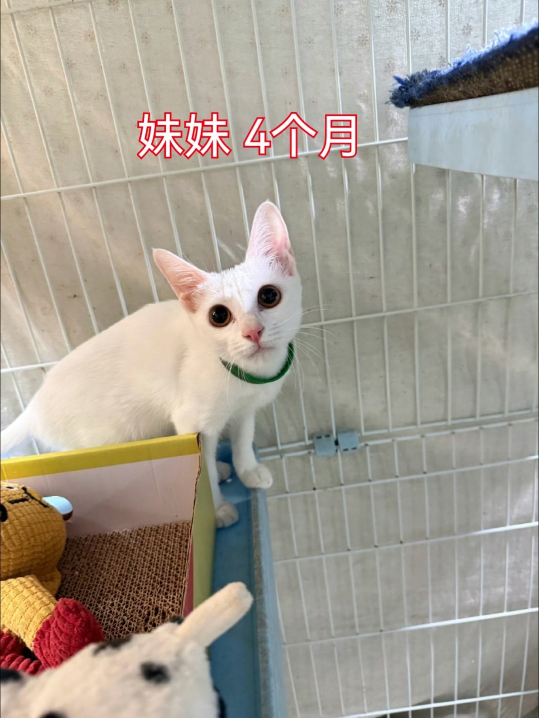 找家的还有这么多，还有图放不下，今天就先发这些。流浪猫深圳领养 深圳