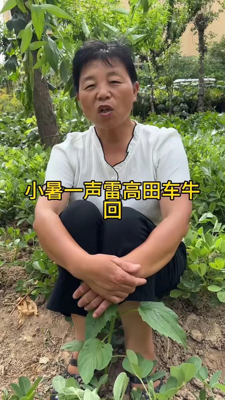 明天是7月7号，就是小暑节气，看老一辈农谚是怎样说的：雨打小暑头45天不用牛，小
