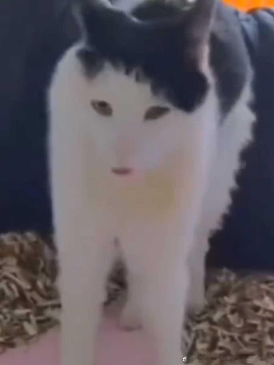 49663【丑猫】dy刷到的 我笑的好崩溃呀 