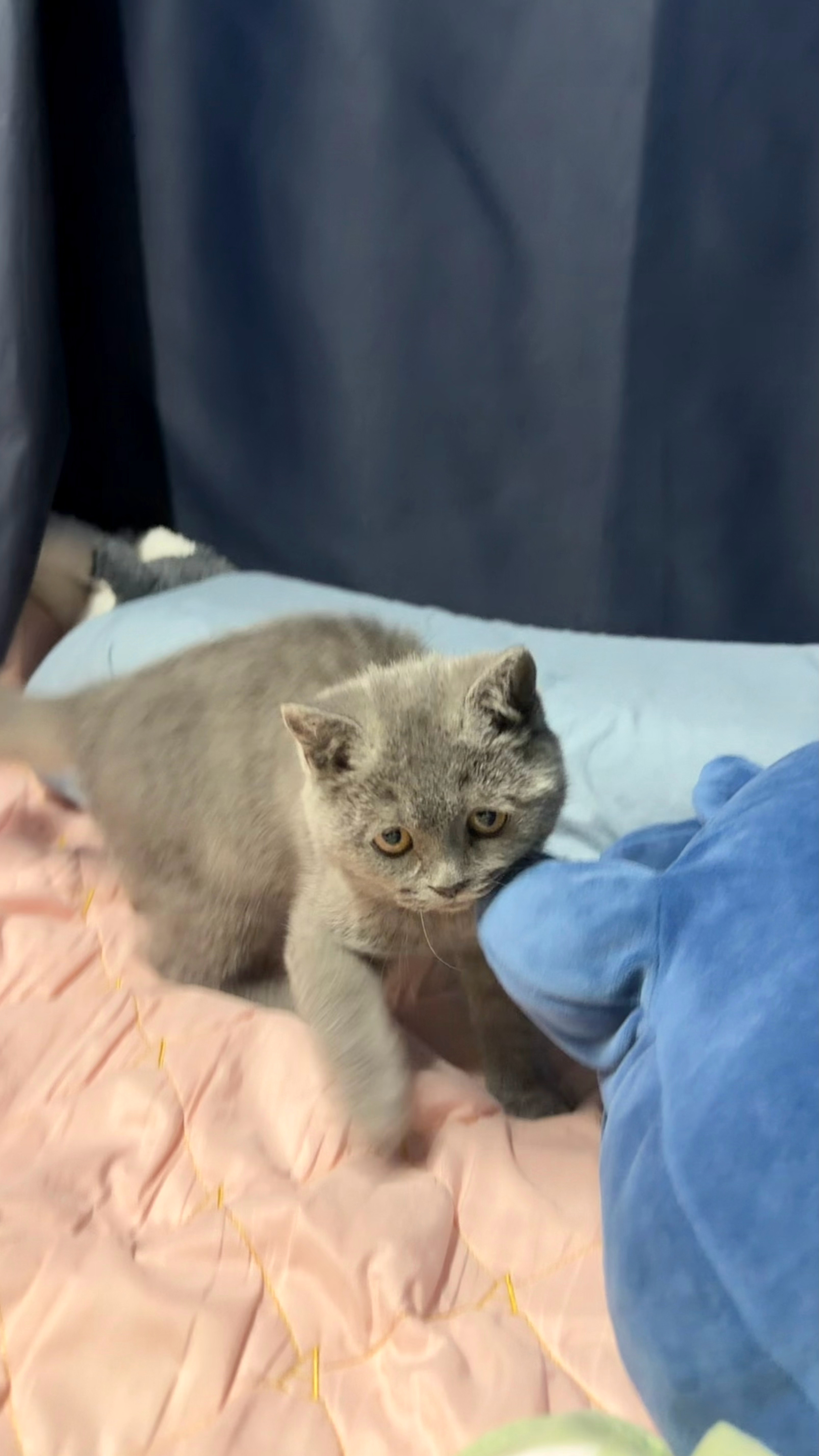 今天是被猫拉屎吵醒的晚上他就躺我脚下睡着了哈哈哈哈哈真乖 