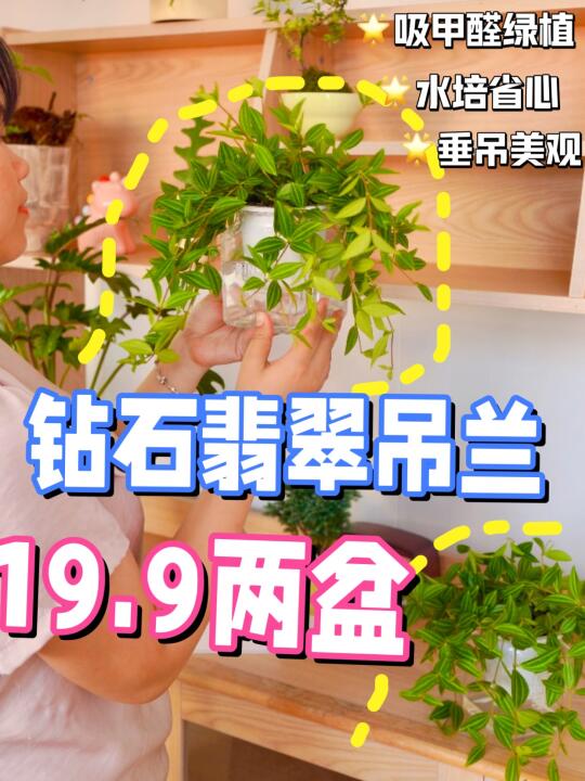 冲啊！这植物太划算了，超好养还能吸附臭味