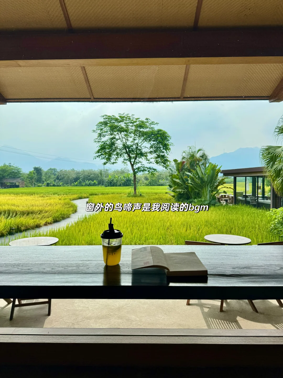 清远稻田咖啡店🌾10r获得一天的快乐🫧