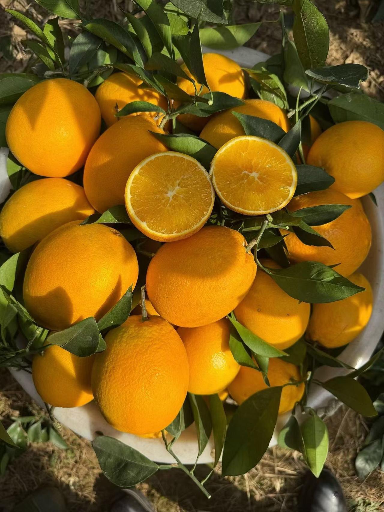 分享我这周有趣的事：这周帮爸妈推销了桔子，结果没有成绩。