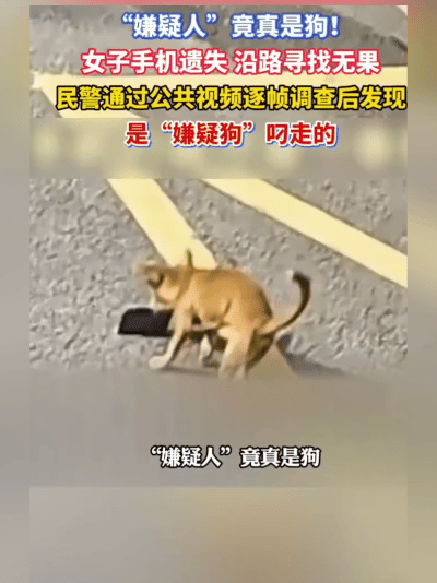 离谱又可爱。
 
近日，浙江嘉兴的赵女士出门时，手机不小心掉在了路上。等她发现手