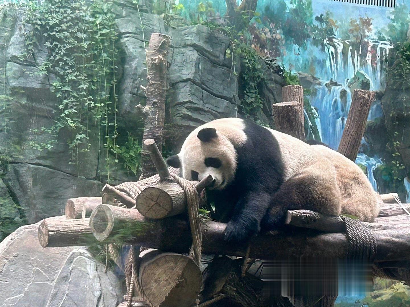 早安，起床了猫熊🐼 ​​​