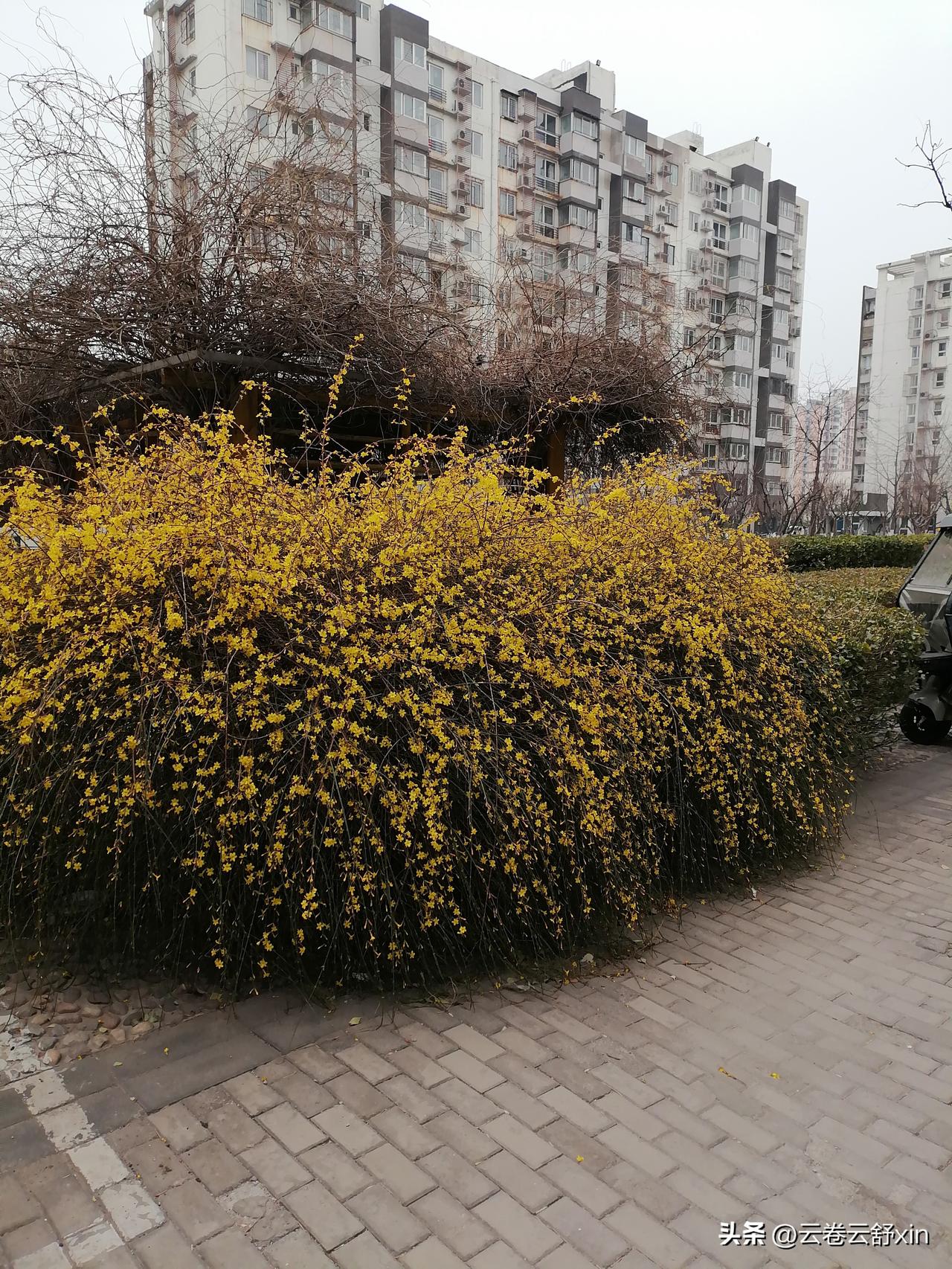 《五绝·见迎春花初开》

昨日寒枝寂，
今晨满树花。
东风谙我意，
春色到吾家。