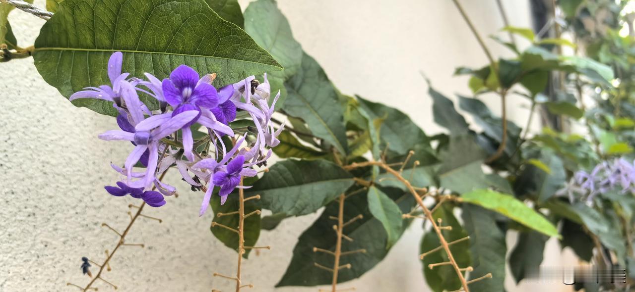 今天拍到的新花友