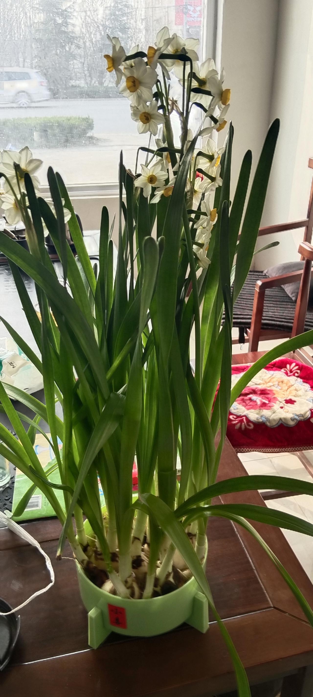 看着它从蒜瓣模样慢慢抽芽、
开花，才懂：
好东西都急不得，就像生活，
慢慢熬，