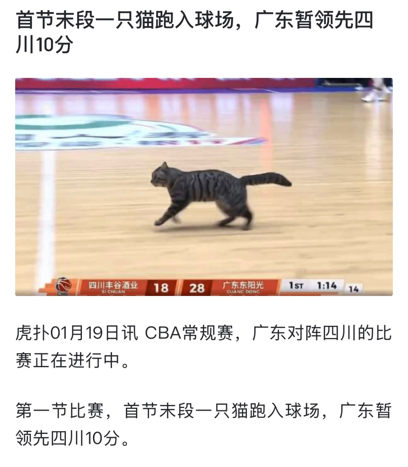 不是猫怎么进来的？？？四川男篮vs广东男篮