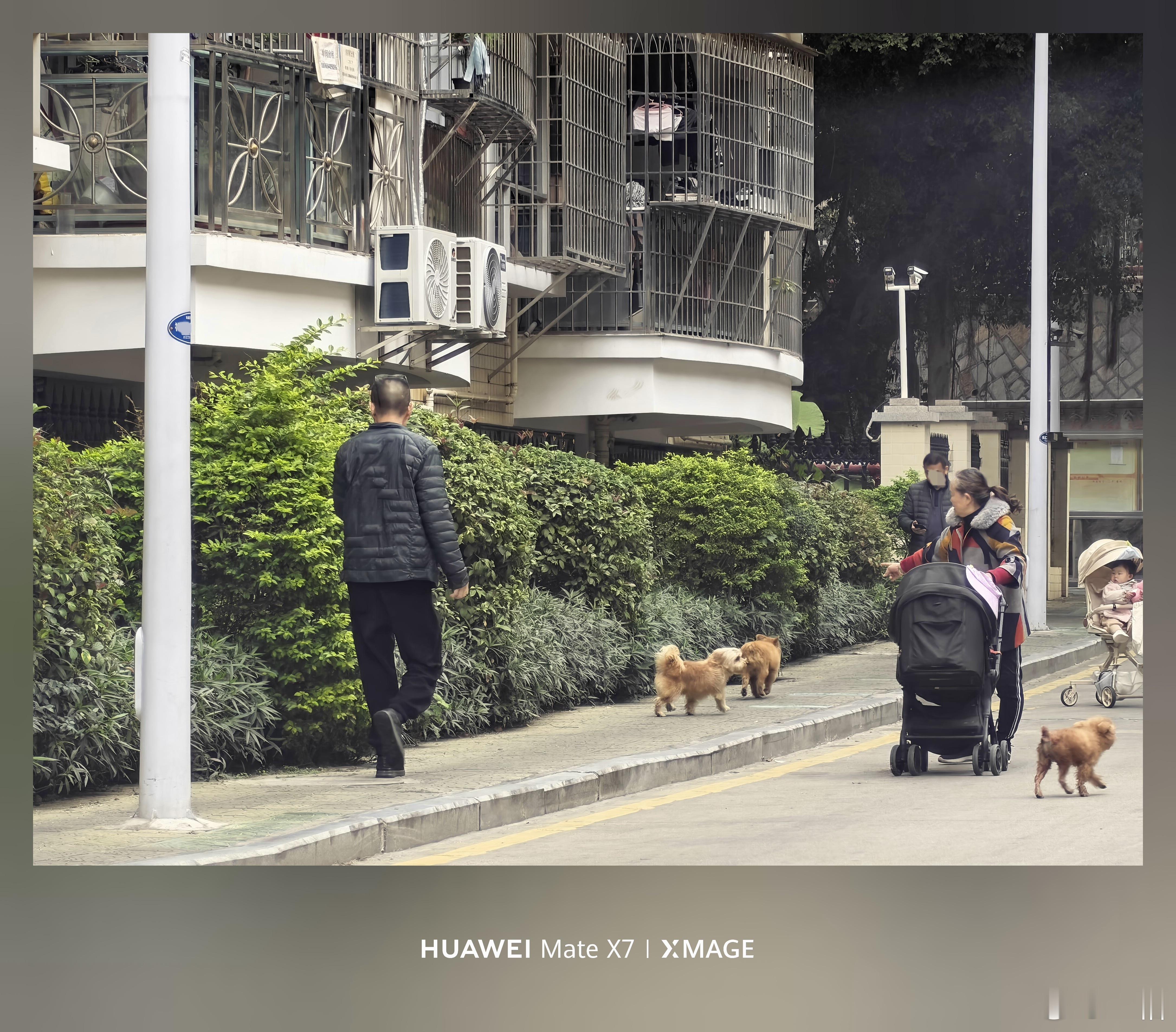 又遇到散养狗仙人了去年投诉过，那边说劝导过很多次了，没办法就是没办法… 