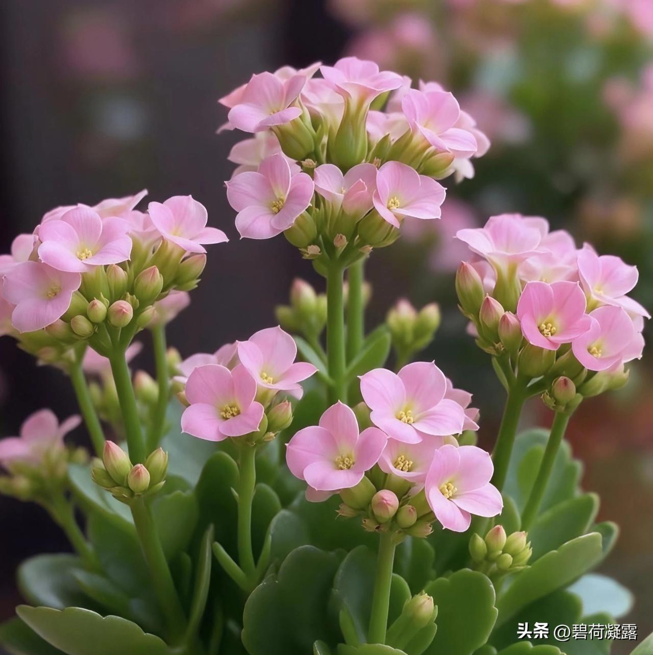 人生不求满分，但求满足；生命不求富贵，但求平安。愿你健康常在，心情常好，快乐常伴