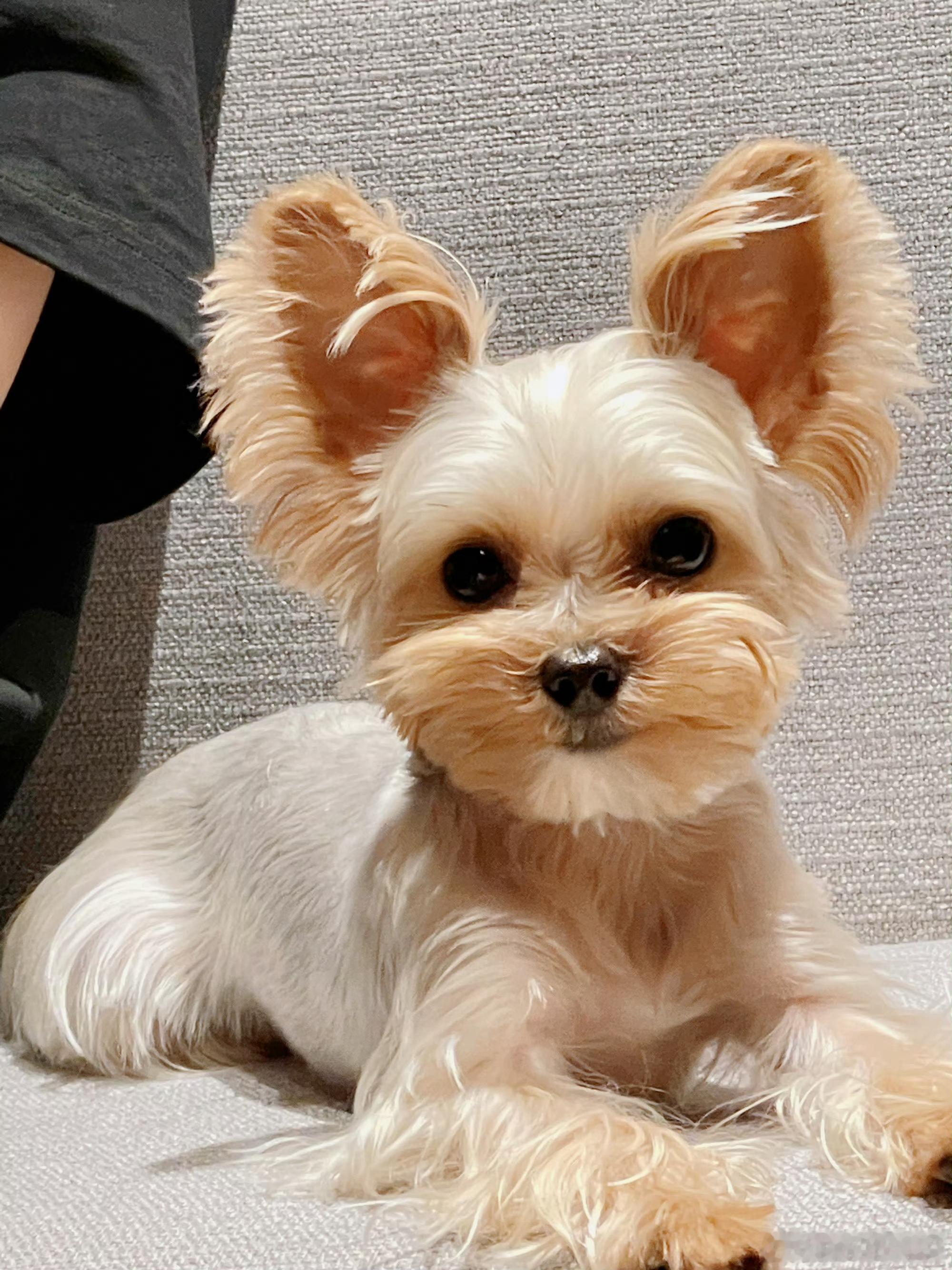 球球变形计🥰🐶🥰 