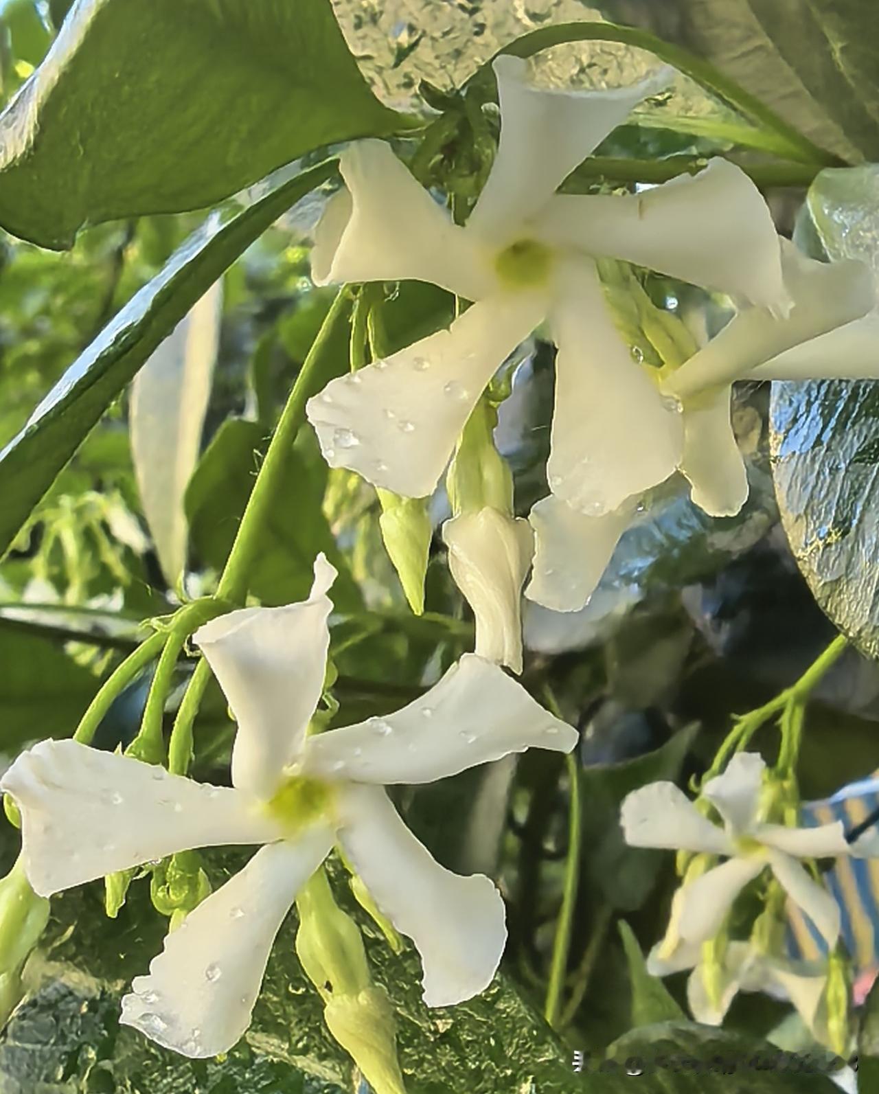 风车茉莉的时代，到了，它的时代芬芳扑鼻，只有栀子花可比。
我这颗风车茉莉种在了紫