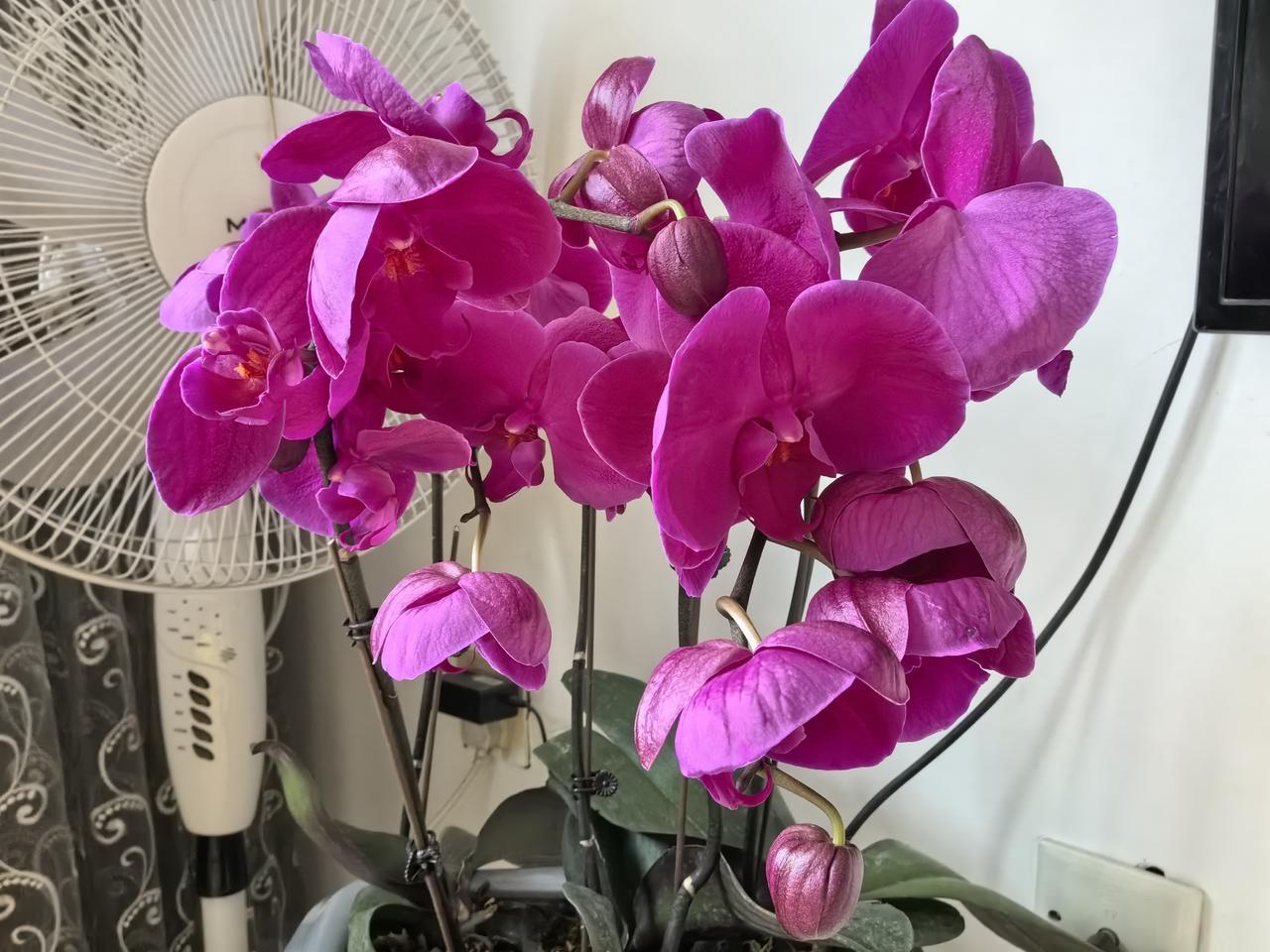 25—26冬季，伊宁（伊犁河谷），全冬几乎都是零上气温，这样的气温好像很少见，其