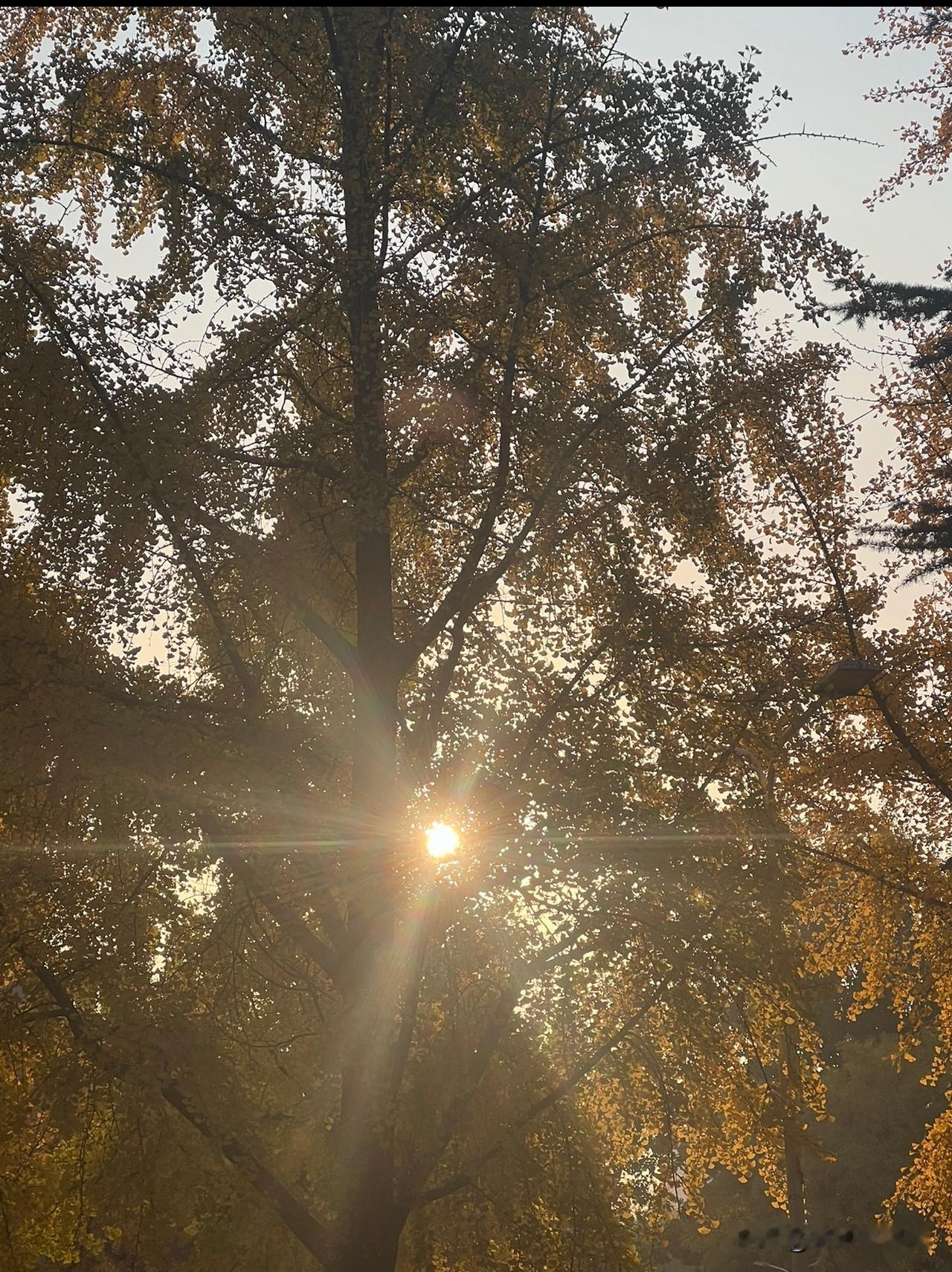 一夜的狂风，把温度和树叶打下来，北京树很多，尤其是银杏。

入了冬的北京，虽然没
