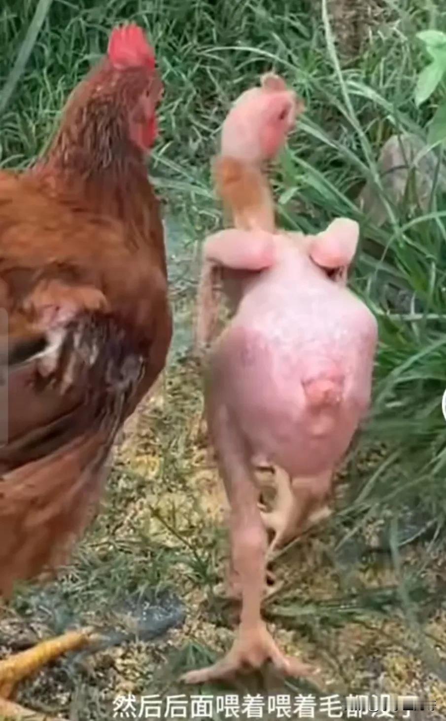 俗话说:铁公鸡一毛不拔，你们看看我家喂的这只鸡那是一毛没有。
 这只鸡从小就开始