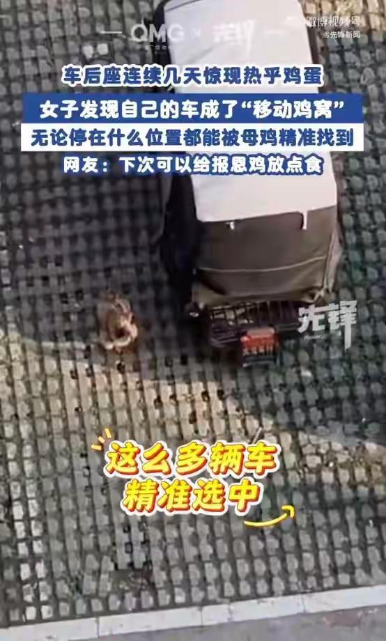 女子发现自己的车被母鸡选中作“鸡窝”：连续7天，无论停在哪儿都会被精准找到，留下