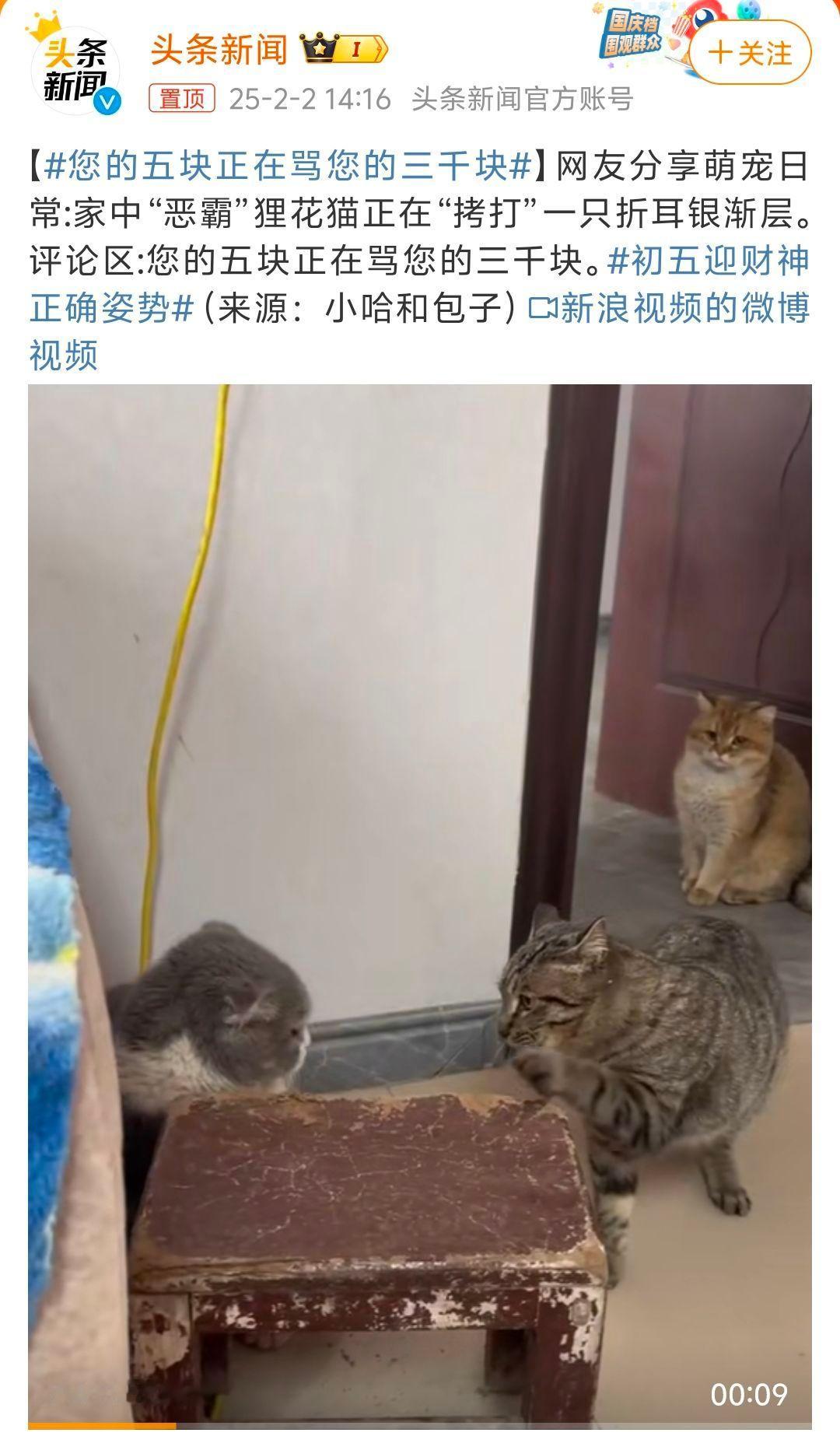 您的五块正在骂您的三千块 虽然我认识的猫品种不多，但这里面哪有银渐层？挨骂的那个