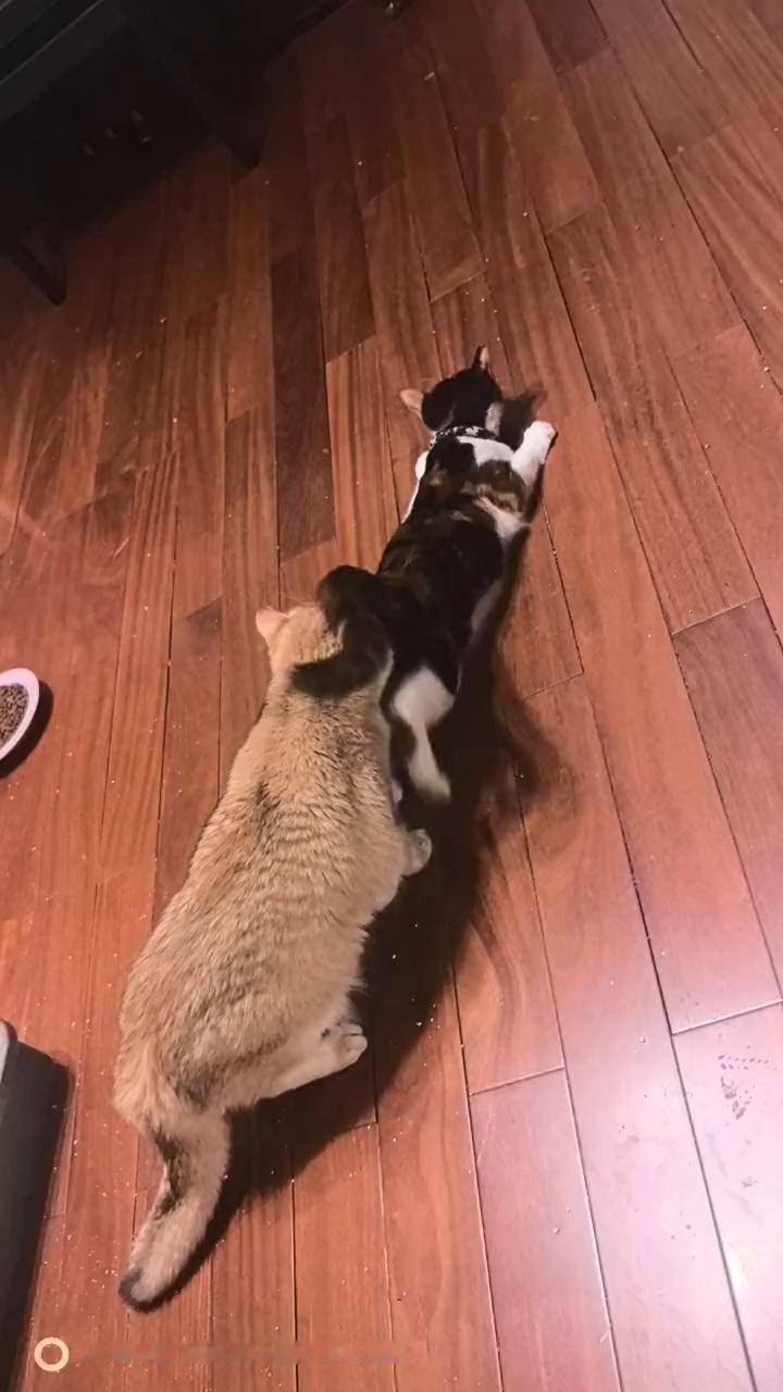 HUAWEI Mate60 Pro+IX：MAGE。