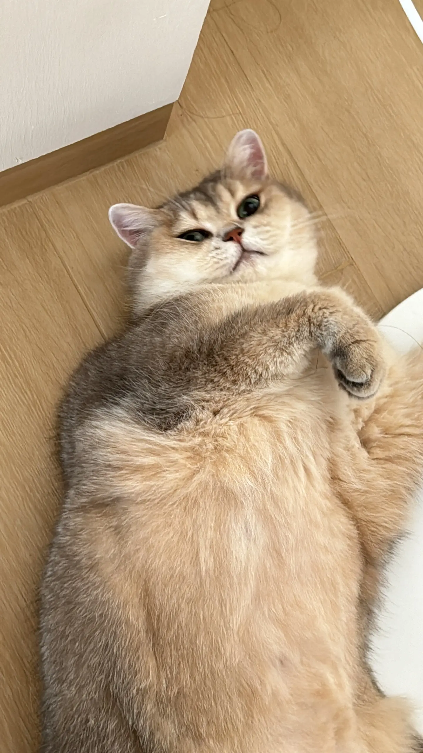 久违的plog ～