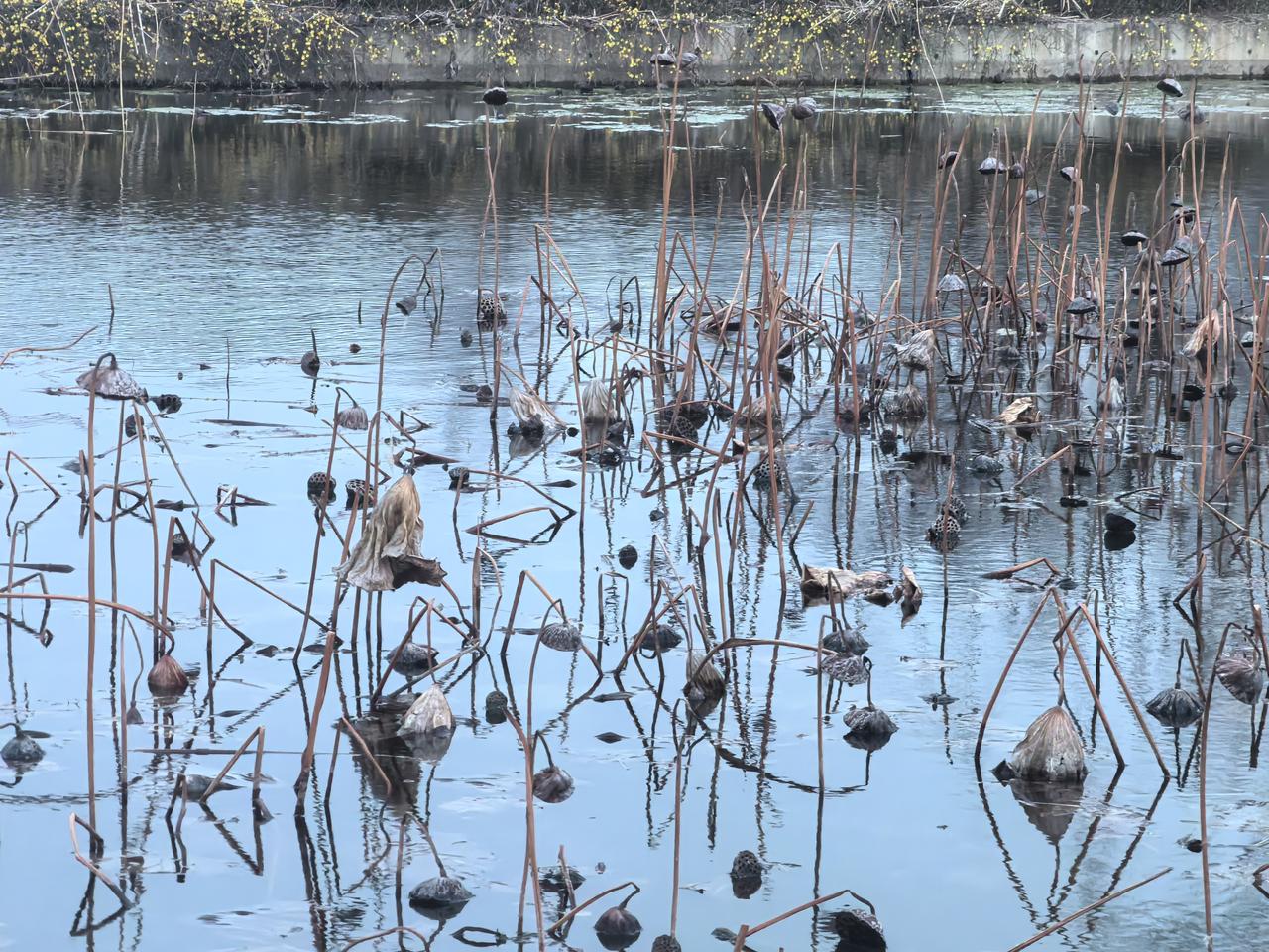 只有在宝鸡待久了，你才会真切感受到宝鸡的宜居。
照片是宝鸡东边的太公湖公园，虽然