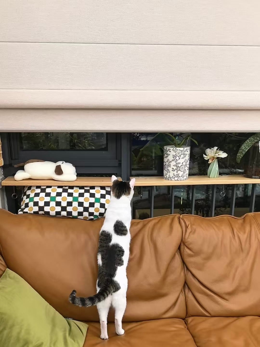 来自邻居家🉐访客我的日常plog