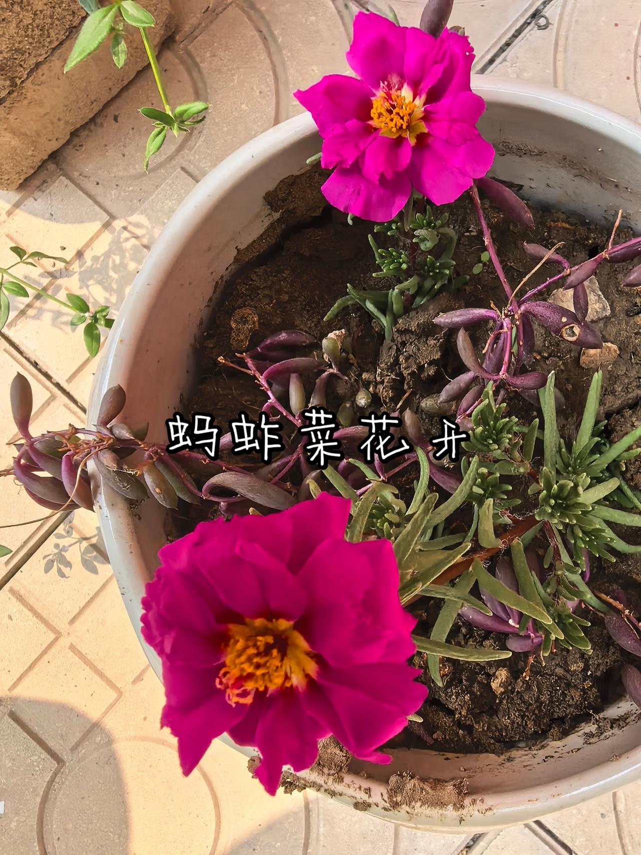 蚂蚱菜花开