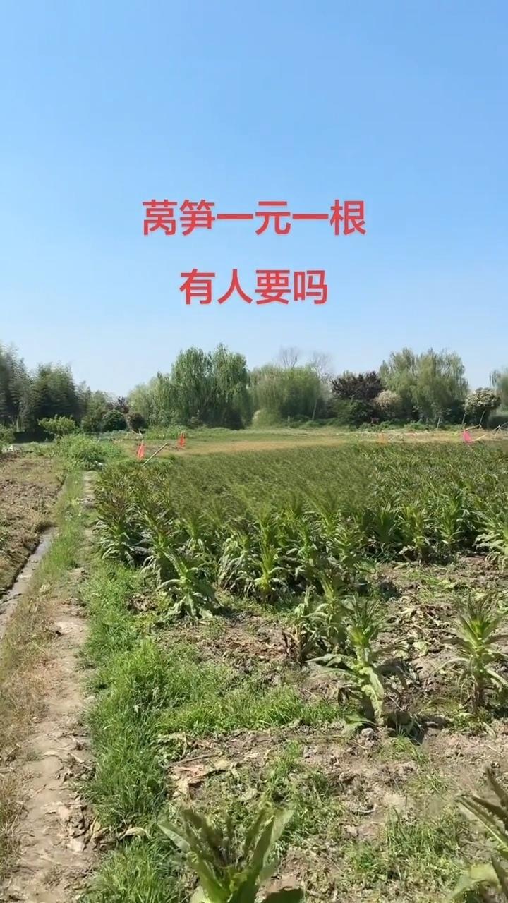 海盐乡下的莴笋卖不掉，农户说一块钱一根，孙随便去采。

而在城市，莴笋也成了价格