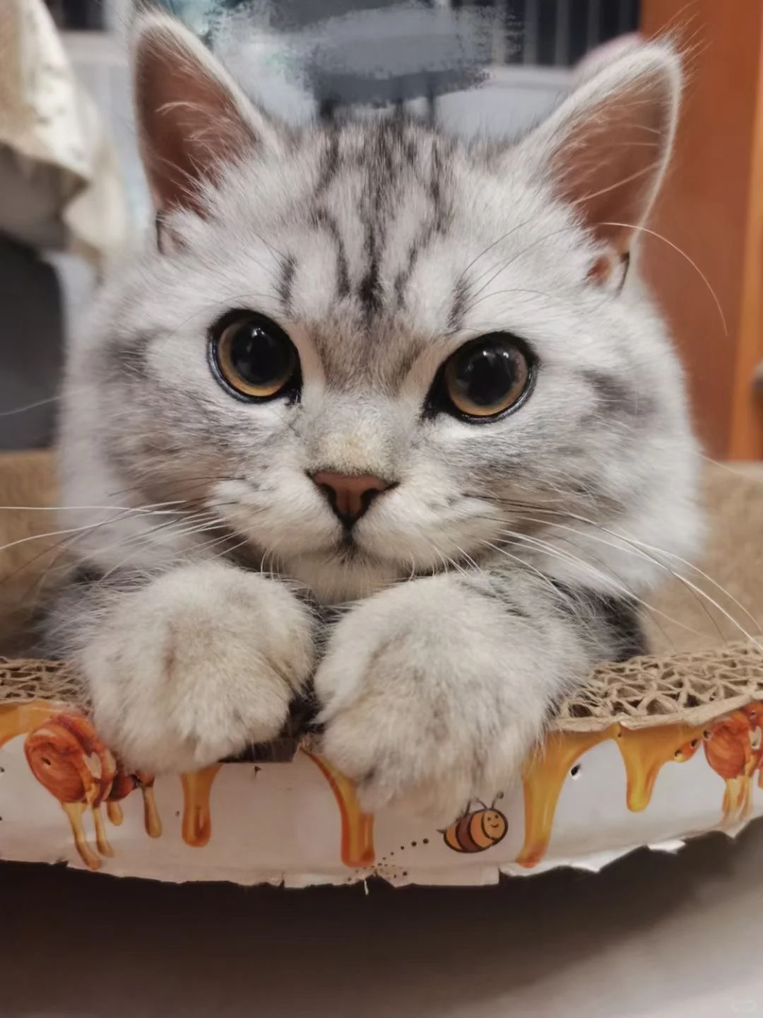 小度帮我随时随地盯着猫主子！我太机智了