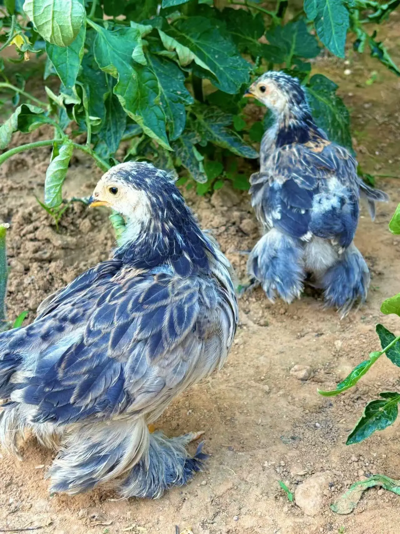 春天里菜园子的宠物鸡，你们喜欢吗？