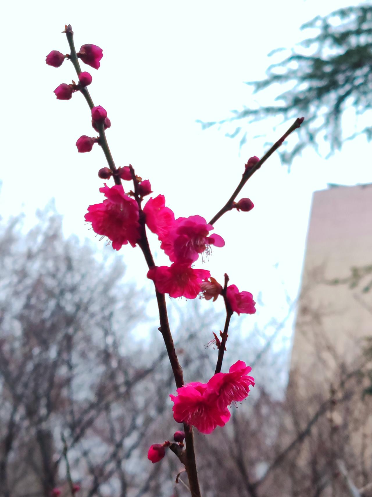 上联：梅探窗，欲问春何处
下联：人看花，知春在枝头