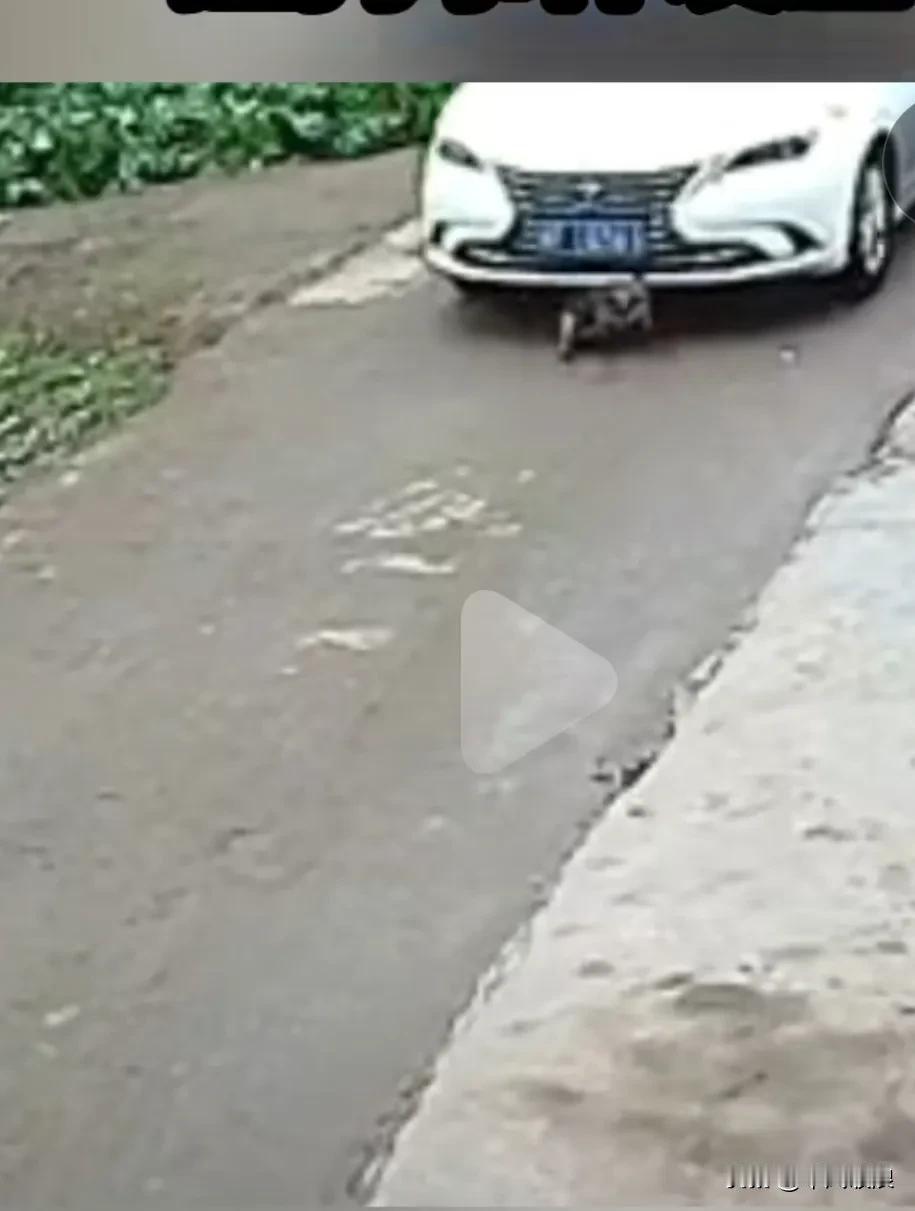 狗老大被车撞死，其它狗狗决定找到他家去报仇，刚好这只车停在家门口，闻气味就是这辆