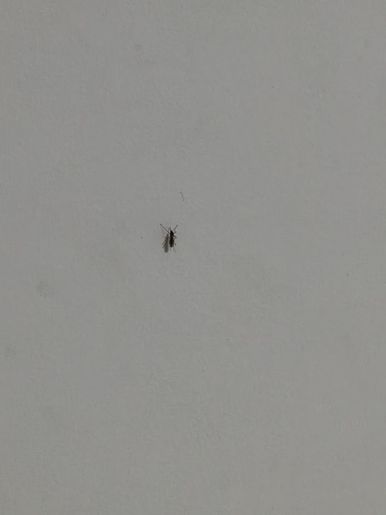 早晨起来，儿子说，昨天晚上被蚊子咬了，我还有点不太相信。

于是，只要一有空，我