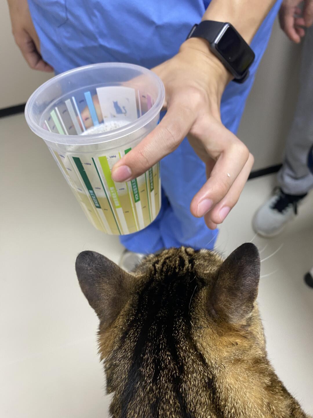 限制性心肌病小猫咪第六次抽胸水😔