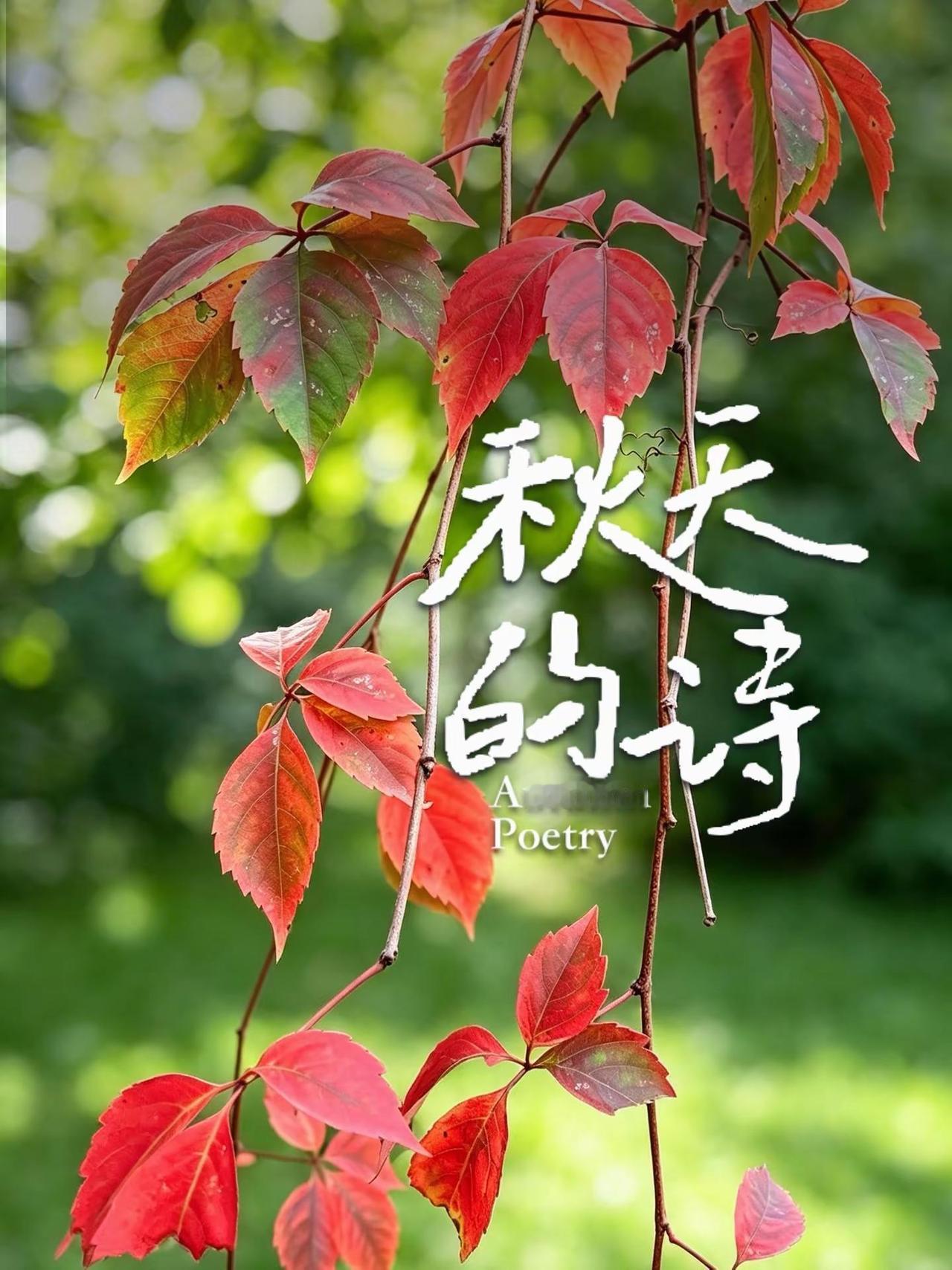 公园的几片红叶，你喜欢虚化背景还是黑背景。汽水推荐官歌单种草计划音乐种草计划 随
