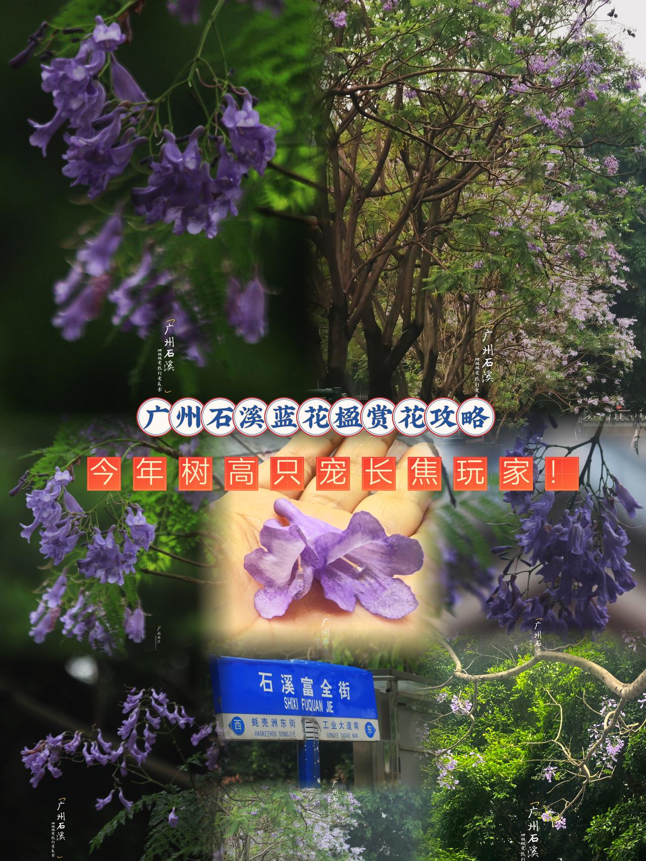 广州石溪富全街的蓝花楹又开了！
今年的花树越长越高，花枝更密更繁茂
紫色瀑布顺着