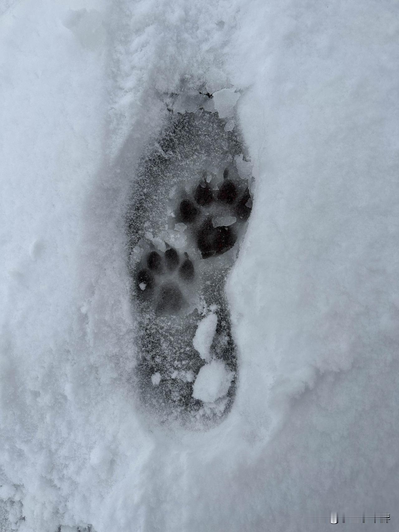 一步一个脚印👣