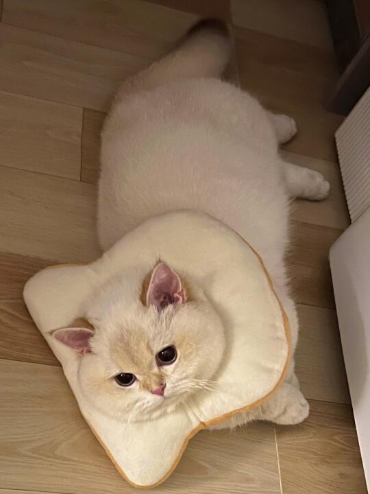 养猪 不要养脸黄的