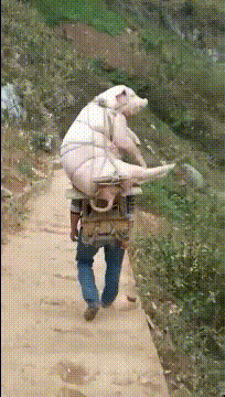 这个男人身体很强壮啊，看后面这只猪也很享受。[捂脸]这应该是走的一段下坡路，如果