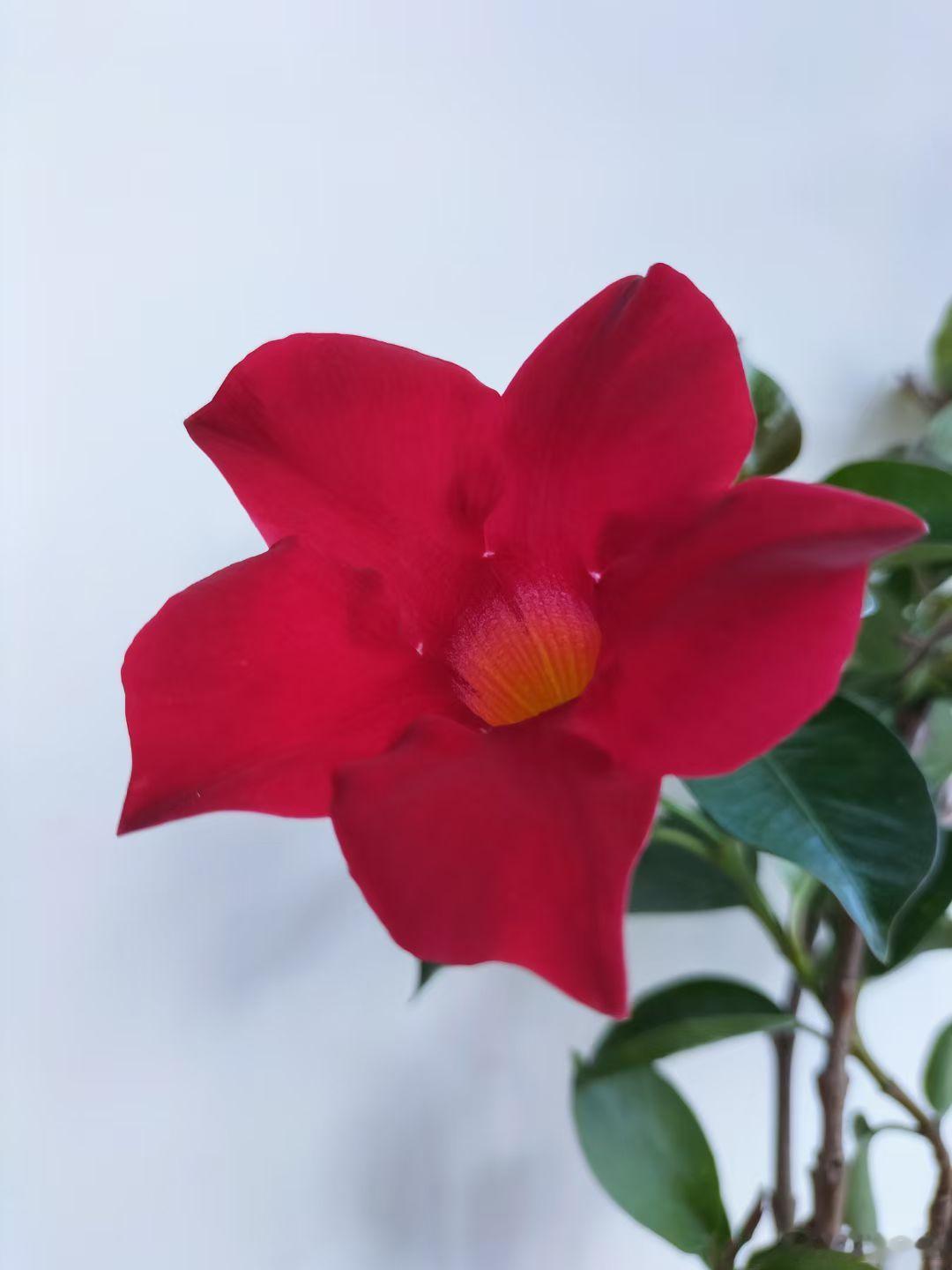 阳台上的鲜花开的很茂盛鲜花