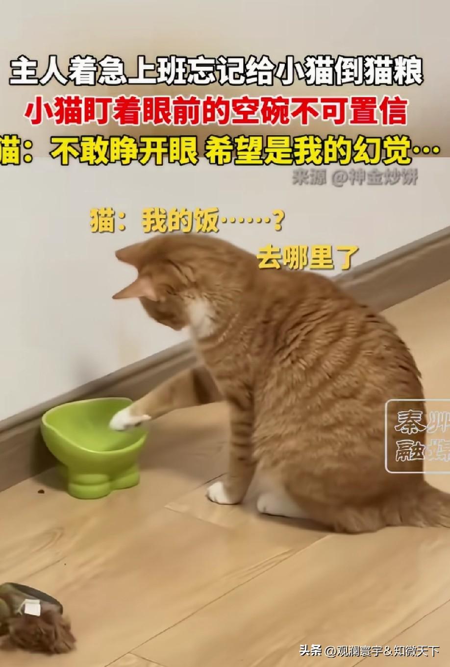 猫猫大概是以为，饭是从碗里长出来的[捂脸]
猫猫：希望是我的幻觉[捂脸]