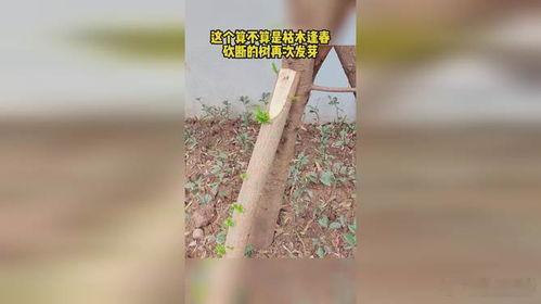 枯木再次发芽 　　如果大家看到房屋院落里种的树木干枯了，证明这个房子风水受到了外