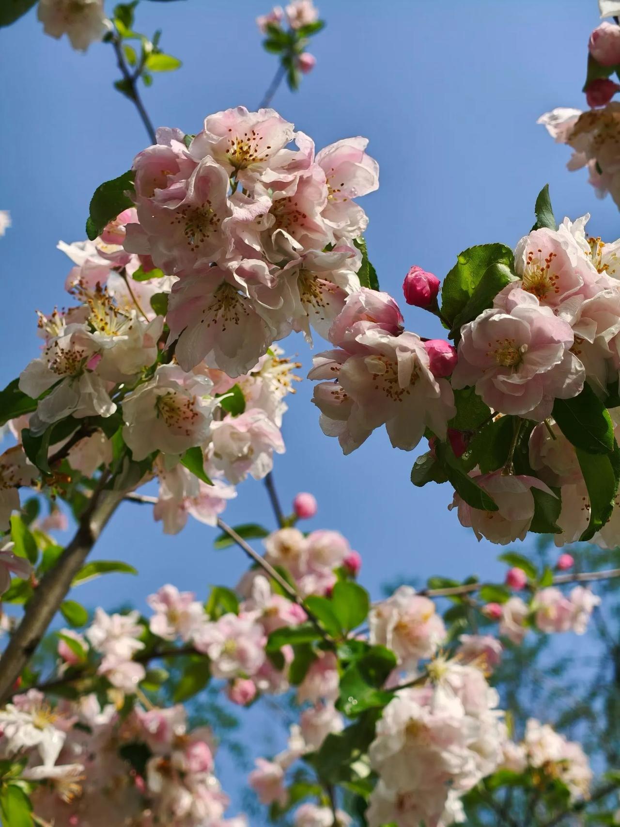 人海茫茫能相遇，
唯有千年正法修，
無論幾度春與秋，
人生知己最難求。
早安吉祥